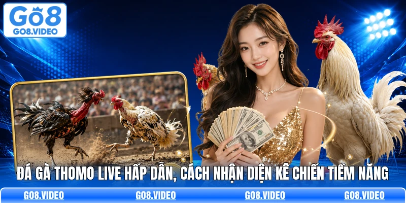 Đá Gà Thomo Live Hấp Dẫn, Cách Nhận Diện Kê Chiến Tiềm Năng